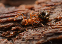 Cyphomyrmex