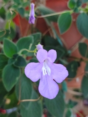 Streptocarpus saxorum