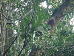 Platycerium superbum