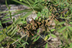 Indigofera suffruticosa