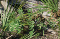 Indigofera suffruticosa