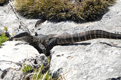 Varanus rosenbergi