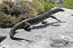 Varanus rosenbergi