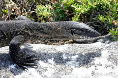 Varanus rosenbergi