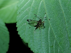 Sesiidae