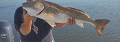 Sciaenops ocellatus