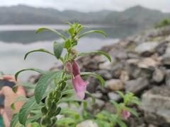 Sesamum indicum