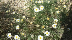 Erigeron strigosus strigosus