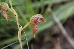 Pterostylis squamata