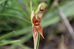 Pterostylis squamata