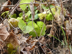 Arnoglossum reniforme