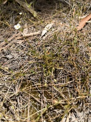 Mitrasacme polymorpha