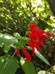 Salvia gesneriiflora