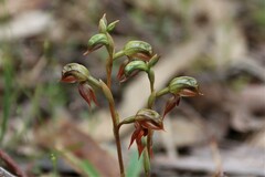 Pterostylis squamata