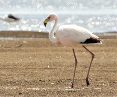 Phoenicoparrus jamesi