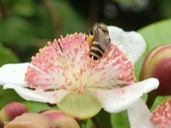 Tetracera indica