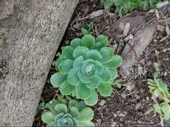 Echeveria simulans