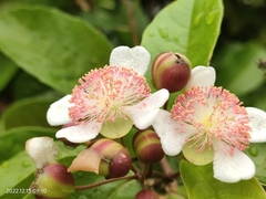 Tetracera indica