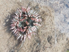 Bunodosoma californica