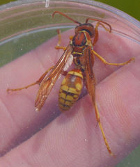 Polistes apachus texanus