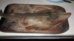 Pseudobatos planiceps