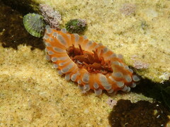 Phlyctenanthus australis