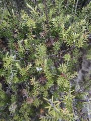 Leptecophylla juniperina