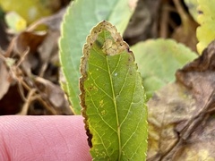 Phytomyza crassiseta