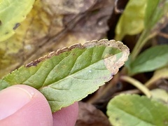 Phytomyza crassiseta