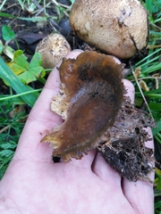 Scleroderma verrucosum