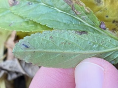 Phytomyza crassiseta