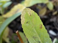 Phytomyza crassiseta