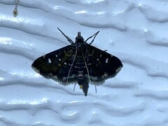 Diathrausta reconditalis