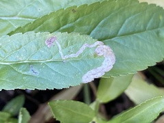 Phytomyza crassiseta