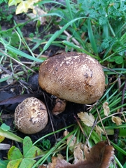 Scleroderma verrucosum