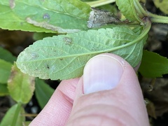 Phytomyza crassiseta