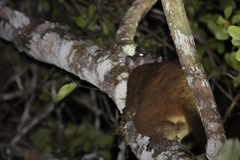 Lepilemur mustelinus