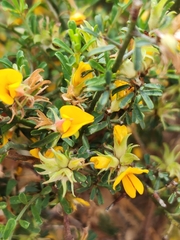 Pultenaea largiflorens