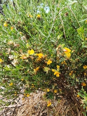 Pultenaea largiflorens