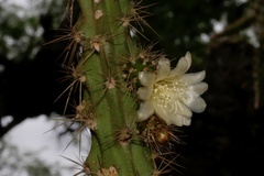 Pfeiffera ianthothele