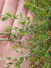 Pultenaea largiflorens