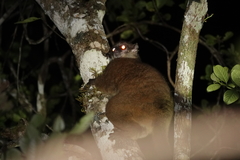 Lepilemur mustelinus