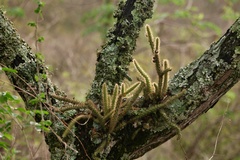 Pfeiffera ianthothele