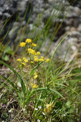 Bupleurum ranunculoides