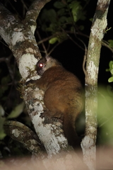 Lepilemur mustelinus