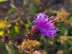 Vernonia alamanii
