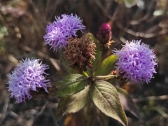 Vernonia alamanii