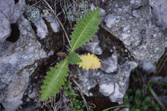 Carduus defloratus