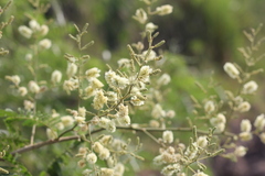 Senegalia bonariensis