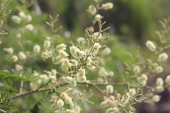 Senegalia bonariensis